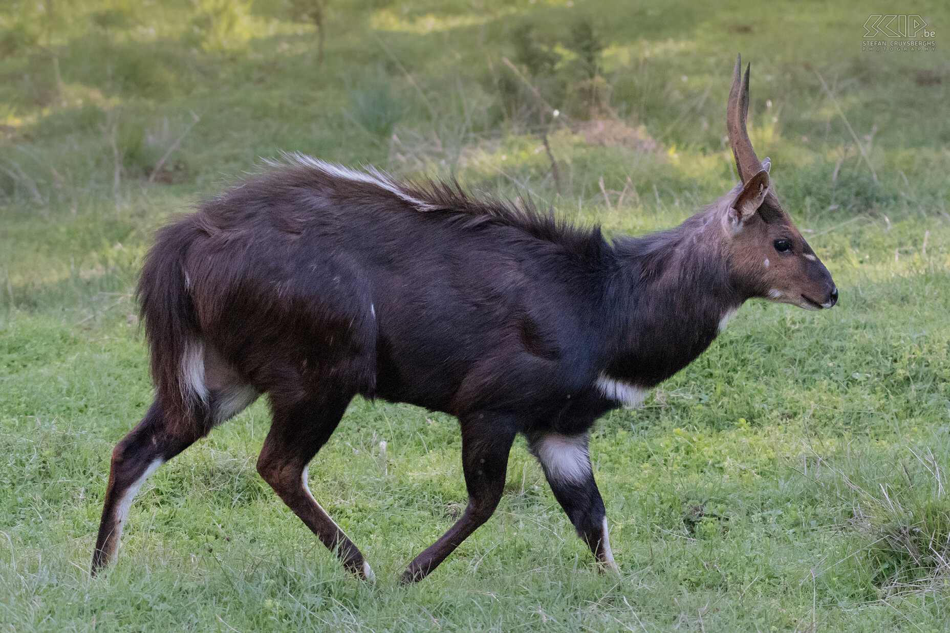 Bale Mountains - Dinsho - Menelik's bosbok Ook de endemische Menelik bosbok (Menelik’s bushbuck / Tragelaphus seriptus meneliki) konden we een paar keer spotten in de wouden rondom het hoofdkwartier in Dinsho. De Bale Mountains (BMNP) liggen in de deelstaat Oromia en het park is ongeveer 2150 km2 groot en de hoogte schommelt tussen 1500m en 4377m.  Het nationale park bestaat uit 3 totaal verschillende landschappen met heel wat endemische fauna en flora soorten. <br />
<br />
 Stefan Cruysberghs